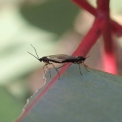 Sciaridae sp. (family) at Cook, ACT - 14 Jun 2019 03:23 PM