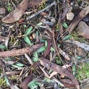 Glossodia major at Hackett, ACT - 17 Jun 2019