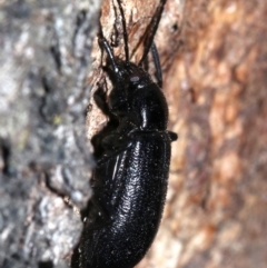 Homotrysis sp. (genus) (Darkling beetle) at Mount Ainslie - 8 Feb 2019 by jb2602