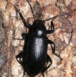 Homotrysis sp. (genus) at Majura, ACT - 8 Feb 2019