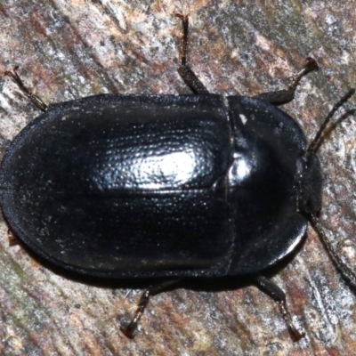 Pterohelaeus striatopunctatus (Darkling beetle) at Ainslie, ACT - 8 Feb 2019 by jbromilow50