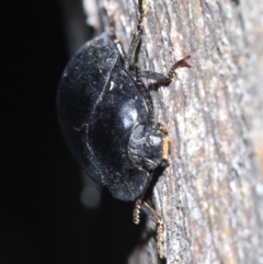 Pterohelaeus striatopunctatus at Ainslie, ACT - 8 Feb 2019