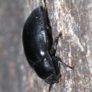 Pterohelaeus striatopunctatus at Ainslie, ACT - 8 Feb 2019