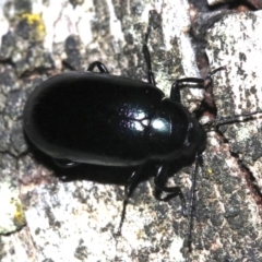 Chalcopteroides columbinus (Rainbow darkling beetle) at Mount Ainslie - 11 Feb 2019 by jb2602