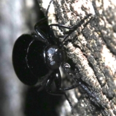 Chalcopteroides columbinus at Ainslie, ACT - 11 Feb 2019