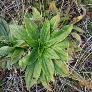 Plantago euryphylla at Nimmitabel, NSW - 17 Jun 2019