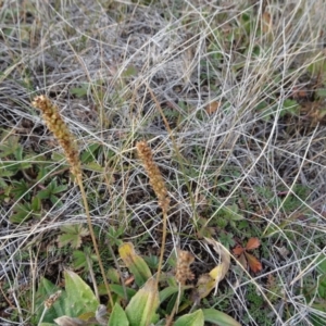 Plantago euryphylla at Nimmitabel, NSW - 17 Jun 2019