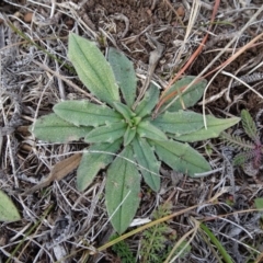 Plantago varia (Native Plaintain) at Nimmitabel, NSW - 17 Jun 2019 by JanetRussell