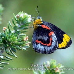 Delias nigrina (Black Jezebel) at Ulladulla - Warden Head Bushcare - 12 Jun 2019 by Charles Dove