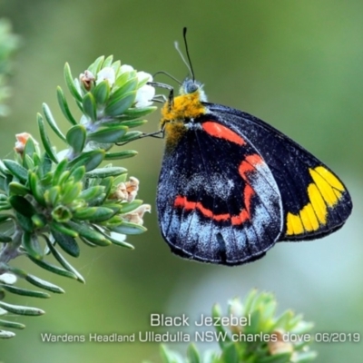 Delias nigrina (Black Jezebel) at Ulladulla - Warden Head Bushcare - 13 Jun 2019 by CharlesDove