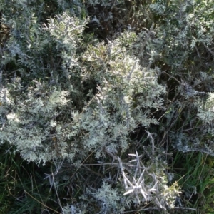 Melicytus sp. at Nimmitabel, NSW - 17 Jun 2019