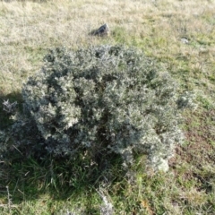 Melicytus sp. at Nimmitabel, NSW - 17 Jun 2019 11:53 AM