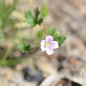 Geranium solanderi var. solanderi at Wamboin, NSW - 7 Dec 2018 06:57 PM