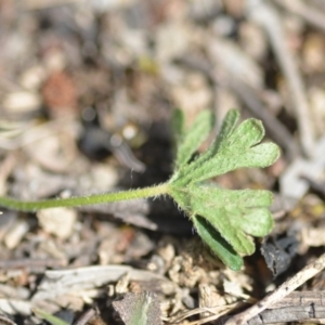 Geranium solanderi var. solanderi at Wamboin, NSW - 7 Dec 2018 06:57 PM