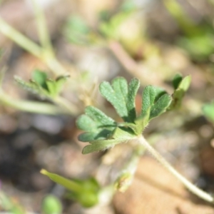 Geranium solanderi var. solanderi at Wamboin, NSW - 7 Dec 2018 06:57 PM