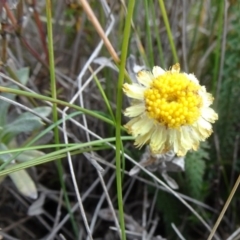 Coronidium monticola (Mountain Button Everlasting) at Nimmitabel, NSW - 17 Jun 2019 by JanetRussell