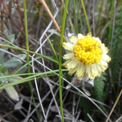 Coronidium monticola (Mountain Button Everlasting) at Nimmitabel, NSW - 17 Jun 2019 by JanetRussell