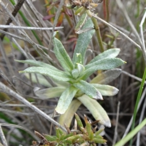 Coronidium monticola at Nimmitabel, NSW - 17 Jun 2019