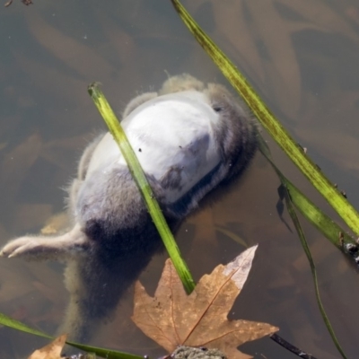 Hydromys chrysogaster (Rakali or Water Rat) at Belconnen, ACT - 17 Jun 2019 by Alison Milton