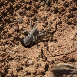 Portacosa cinerea at Higgins, ACT - 20 Mar 2019