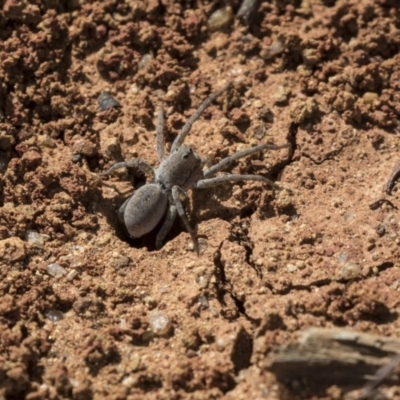 Portacosa cinerea (Grey wolf spider) at Higgins, ACT - 20 Mar 2019 by AlisonMilton