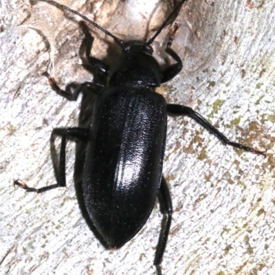 Homotrysis lugubris (Darkling beetle) at Majura, ACT - 11 Feb 2019 by jb2602