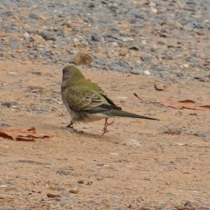 Psephotus haematonotus at Deakin, ACT - 16 Jun 2019 11:19 AM