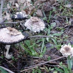 Coprinus comatus at Deakin, ACT - 15 Jun 2019