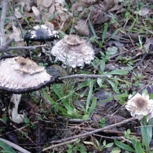 Coprinus comatus at Deakin, ACT - 15 Jun 2019