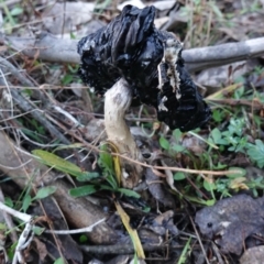 Coprinus comatus at Deakin, ACT - 15 Jun 2019