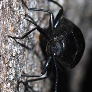 Chalcopteroides sp. (genus) at Ainslie, ACT - 19 Feb 2019