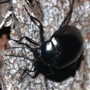 Chalcopteroides sp. (genus) at Ainslie, ACT - 19 Feb 2019