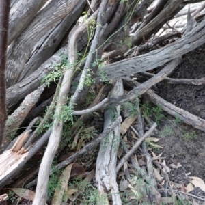 Clematis leptophylla at Deakin, ACT - 16 Jun 2019