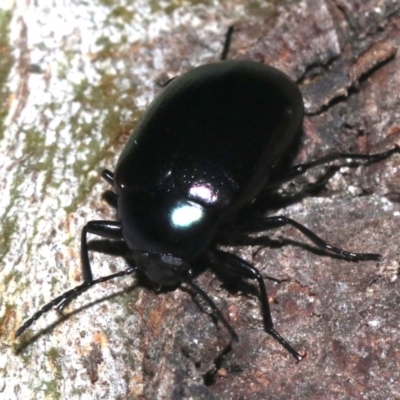Chalcopteroides columbinus (Rainbow darkling beetle) at Mount Ainslie - 6 Feb 2019 by jb2602