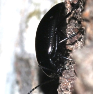 Chalcopteroides columbinus at Ainslie, ACT - 6 Feb 2019