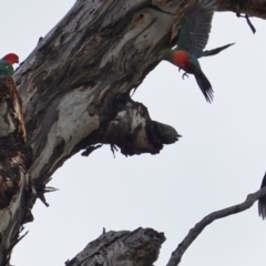 Alisterus scapularis (Australian King-Parrot) at Federal Golf Course - 16 Jun 2019 by JackyF
