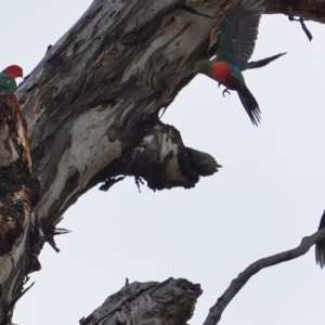 Alisterus scapularis at Hughes, ACT - 16 Jun 2019 11:42 AM