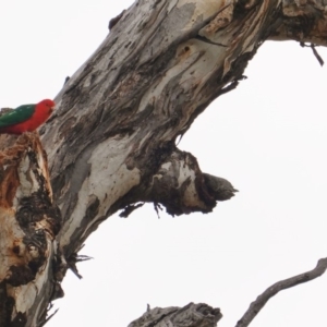 Alisterus scapularis at Hughes, ACT - 16 Jun 2019 11:42 AM