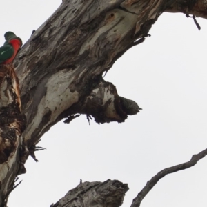 Alisterus scapularis at Hughes, ACT - 16 Jun 2019