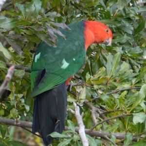 Alisterus scapularis at Hughes, ACT - 16 Jun 2019