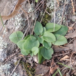 Diplodium sp. at Conder, ACT - 21 Aug 2014