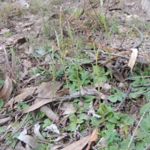 Diplodium sp. at Conder, ACT - 30 Jul 2014