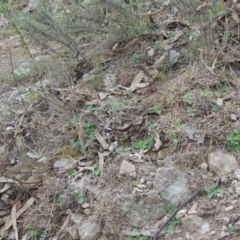 Diplodium sp. at Conder, ACT - 30 Jul 2014