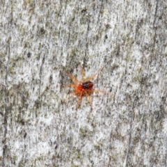 Anystidae (family) (Unidentified anystid mite) at Hackett, ACT - 18 Jun 2019 by TimL