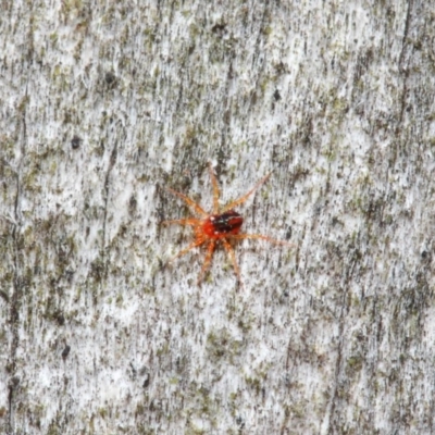 Anystidae (family) (Unidentified anystid mite) at Hackett, ACT - 18 Jun 2019 by TimL