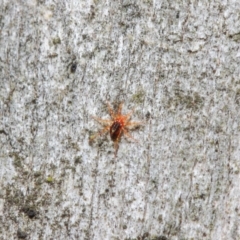 Anystidae (family) at Hackett, ACT - 18 Jun 2019