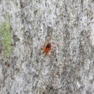 Anystidae (family) at Hackett, ACT - 18 Jun 2019