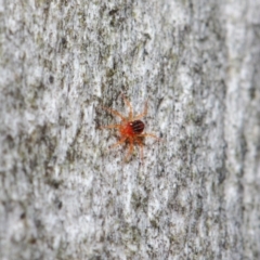 Anystidae (family) at Hackett, ACT - 18 Jun 2019