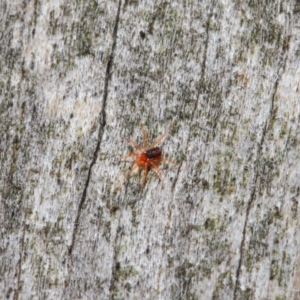 Anystidae (family) at Hackett, ACT - 18 Jun 2019