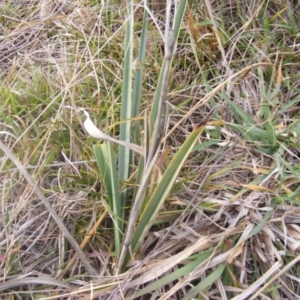 Dianella sp. aff. longifolia (Benambra) at Bruce, ACT - 18 Jun 2019 02:46 PM